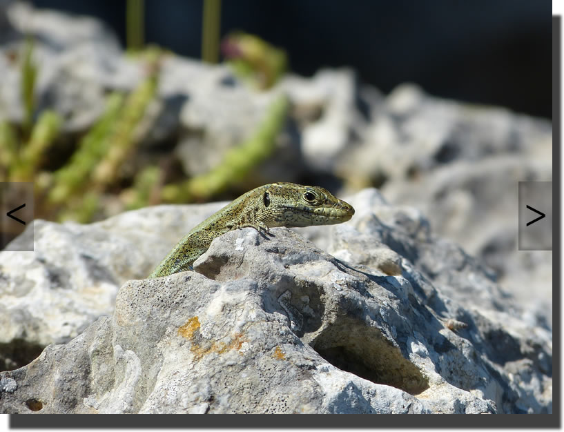 Anatololacerta pelasgiana